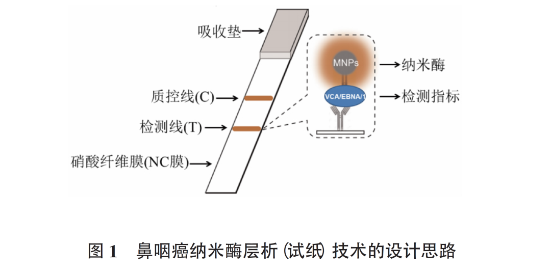 EBV抗體檢測新技術(shù)：納米酶層析（試紙）