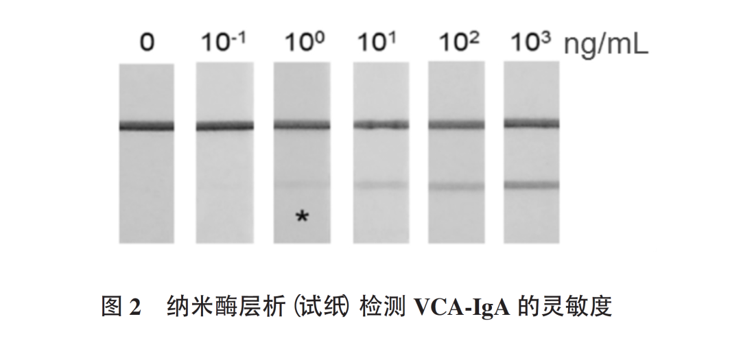 EBV抗體檢測新技術(shù)：納米酶層析（試紙）