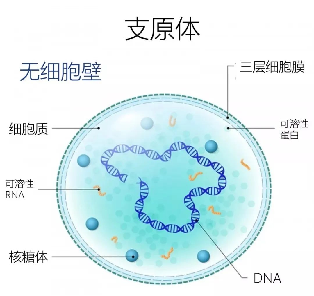 不是所有的肺炎都一樣:肺炎支原體快問快答 不是所有的肺炎都一樣:肺炎支原體快問快答