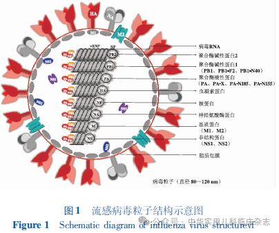 【標(biāo)準(zhǔn)?方案?指南】?jī)和鞲性\療及預(yù)防指南(2024醫(yī)生版) 【標(biāo)準(zhǔn)?方案?指南】?jī)和鞲性\療及預(yù)防指南(2024醫(yī)生版)