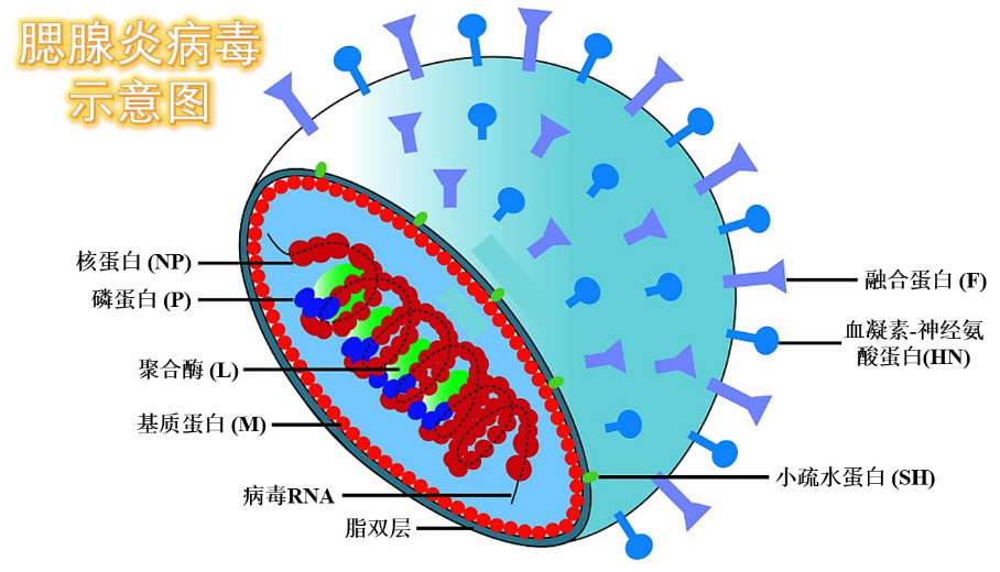 2015-2024年中國(guó)內(nèi)地流行性腮腺炎發(fā)病趨勢(shì)概況 2015-2024年中國(guó)內(nèi)地流行性腮腺炎發(fā)病趨勢(shì)概況